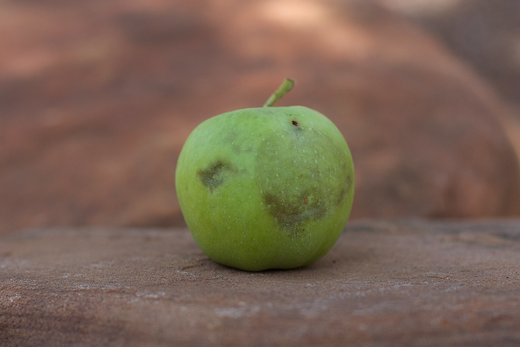 Picture of a bruised apple - a real bummer dude